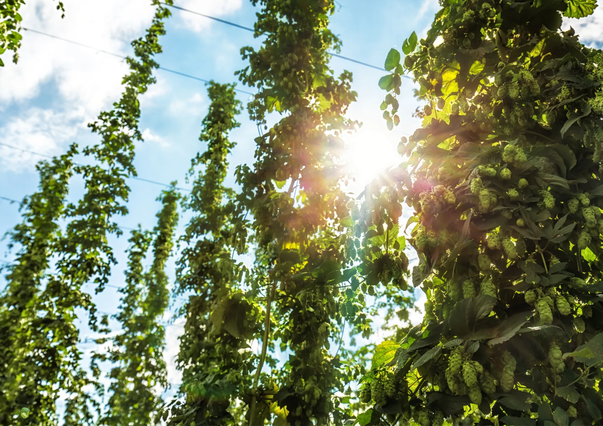 Komló – a HopTop sörök egyik alapanyaga